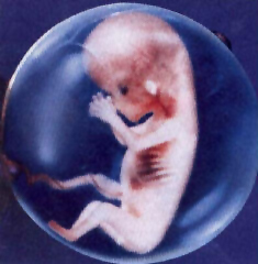 Beb&eacute; de ocho semanas de gestaci&oacute;n